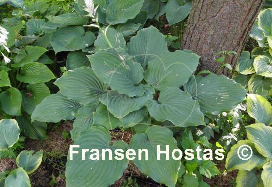 Hosta Lakeside Surf Rider